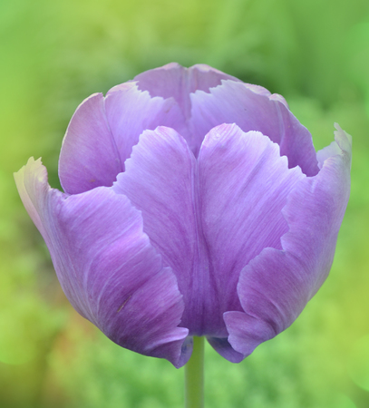 Blooming purple tulip Blue Parrot close upの写真素材