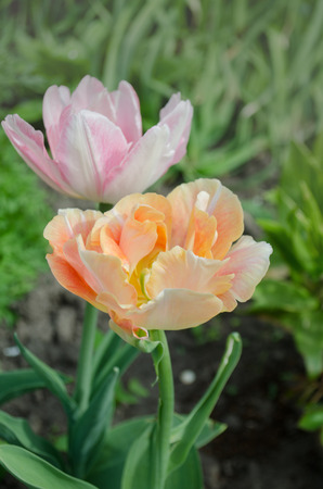 Tulips orange plant in garden. Orange tulips Ace Pink bloomingの写真素材
