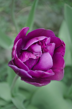 Terry full violet purple. Peonyflowering lilac double tulip flower.の写真素材