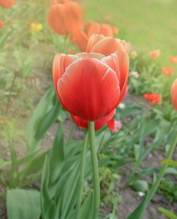 Red beautiful tulip Parad. Red tulips with green leavesの写真素材