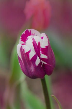 Dual colored purple white tulip Insulinde. White with violet stripe on petal tulip. White tulip flower with violet stripes. Flower of  white flamed violetの写真素材