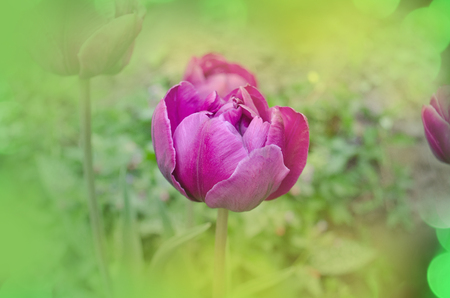 Purple peony tulip. Purple violet tulip in the garden. Lilac flower tulip by sunlight. Green blurred background with flowersの写真素材