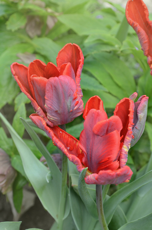Tulipa Rococo red parrot tulip. Red blooming parrot tulip flowersの写真素材
