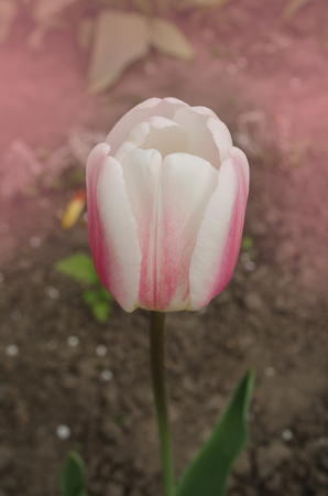 Tulip Del Piero. White tulip  broadly edged with pink. Petal are striped or mottledの写真素材