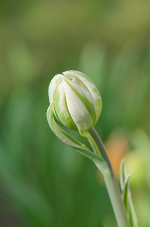 Double white tulips in park outdoor.  Double tulip Mondial.の写真素材