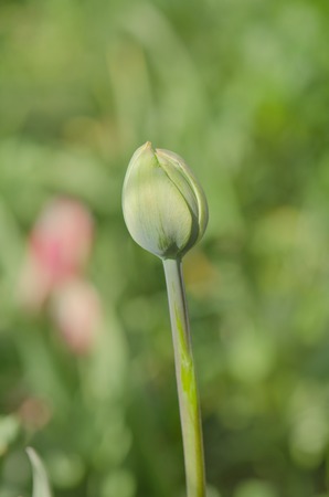 Tulip green bud with green leaves growing in garden. Looking for spring conceptの写真素材