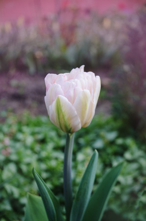 Double pink peony tulip in garden. Beautiful double pink tulip.  Pink peony flowered double tulip against a blur background.の写真素材