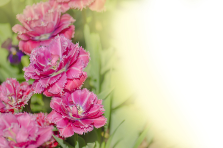 Mascotte tulip on the flowerbed. Fringed  tulip Mascotte. Terry fringed tulip Mascotte in gardenの写真素材