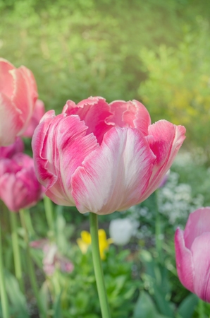 Pink beautiful parrot tulip flowers in garden. Tulips parrot  pink orange close upの写真素材