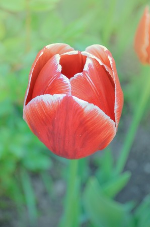 Red tulip flower background. Red tulip in garden. Colorful field of red tulipsの写真素材