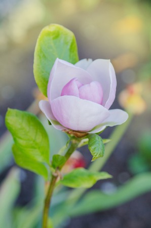 Magnolia soulangeana Rustica Rubra. Magnolia pink blossomの写真素材