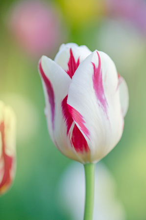 Dual colored red white tulip. White with red stripe on petal tulip. White tulip flower with pink stripesの写真素材