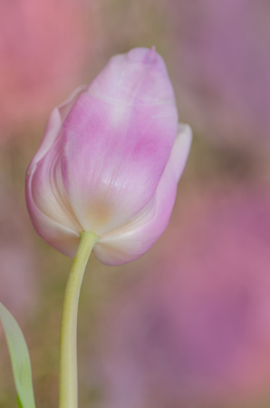 Pink tulips on filed. Tulips Pink Diamond blooming in gardenの写真素材