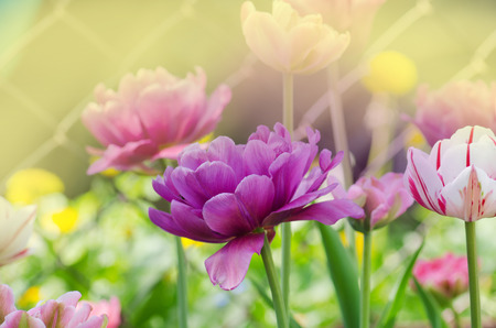 Purple tulip flower. Field with purple tulips in the city park garden 