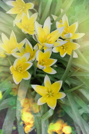 Diminutive tulip Tarda. Tarda Dasystemon tulip in gardenの写真素材