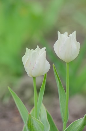Tulip Calgary blossom. Beautiful white tulip flower with green leaf in garden.の写真素材