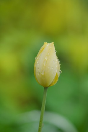 Blooming yellow tulip closeupの写真素材