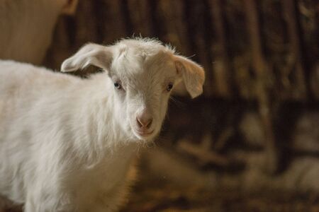 Curious white goats. Little goats having fun inside a barn
