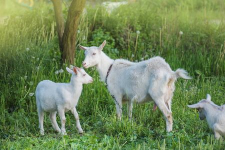 Family goats on a green meadow. Herd of goatsの写真素材