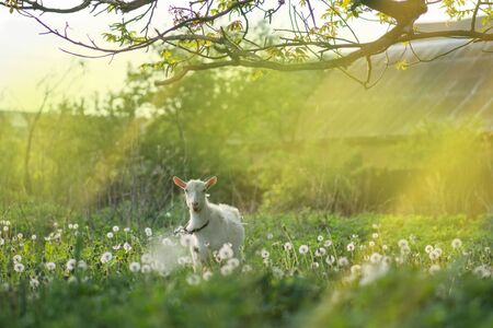 White goat going through the yard on a sunny day. Breeding and growing pets.
