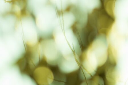 Green blurred background. Green bokeh out of focus foliage background. Fresh green bio abstract...