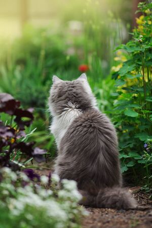 Kitty playing in garden in the sunshine. Cat in the meadow. Gray fluffy cat in flower bed. Cute little kitten in the gardenの写真素材
