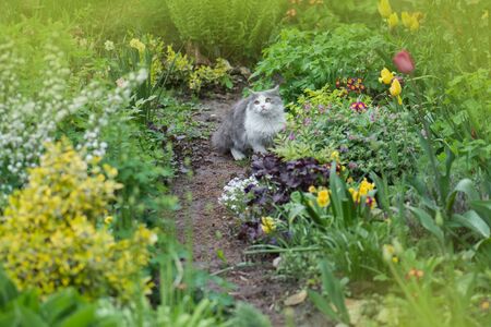 Cat in nature. Cat resting on the grass in summer. Beautiful cat in the flower gardenの写真素材