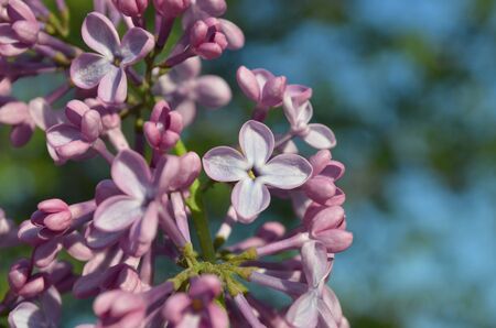 Beautiful spring background with lilac. Purple lilacs flowers