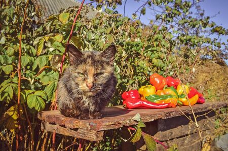 Adult domestic cat and near sweet pepper.  Cat  in the summer garden. Cat sits in the garden  next to green plants.の写真素材