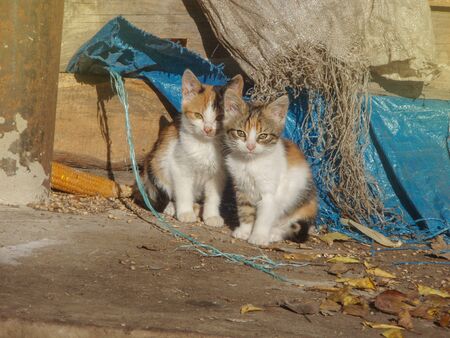 Homeless wild cats on dirty street. Stray cats in the city. Group homeless cats. Friendly cats on the street.の写真素材