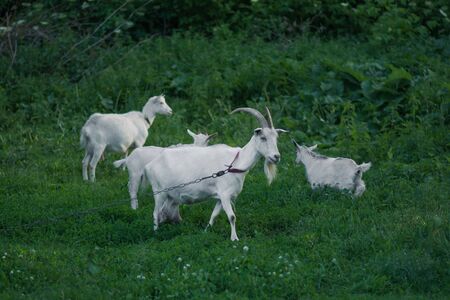 Goats standing among green grass. Goat and goat kid. Herd of farm goats.の写真素材