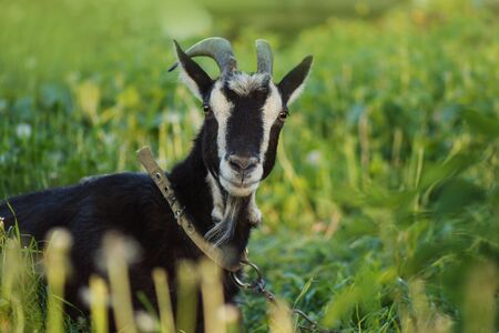 Dark goat on green summer meadow. Portrait of a black goat. Black goat feeding grassの写真素材