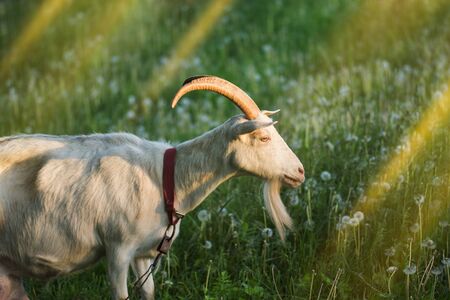 Goat on a farm in the village. Goat standing in a pasture. Goat in the fieldの写真素材