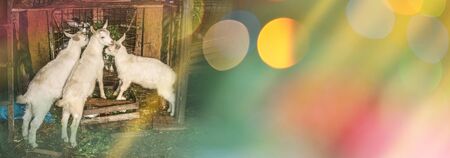 Little goats standing in wooden shelter. Curious white goats. Little goats having fun inside a barnの写真素材