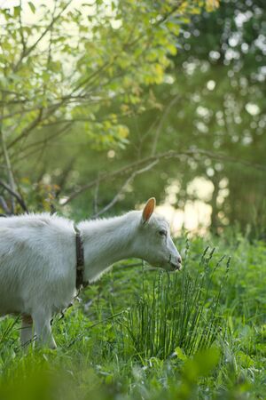 Young   goat eating  grass in the yard.  White goat outdoor on yardの写真素材
