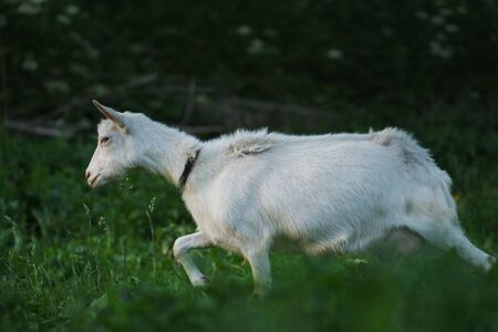 Goat in the field. Portrait of a goat on a farm on a spring day