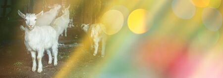 White goats in barn. Domestic goats in the farm. Lovely white kid goats.   Little  goats standing in wooden shelterの写真素材