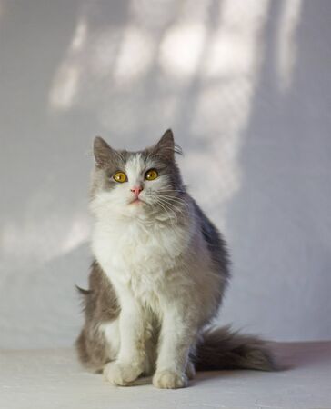 Amazement cat resting at home. Gray fluffy cat. Lovable cat at home. Surprised cat at home. Cat on a white background.の写真素材