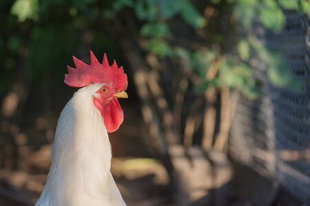 Portrait of rooster in farm. Cock in outside area of a chicken coop. Beautifully feathered  cock  outdoors. Portrait of a male chicken or rooster.の写真素材