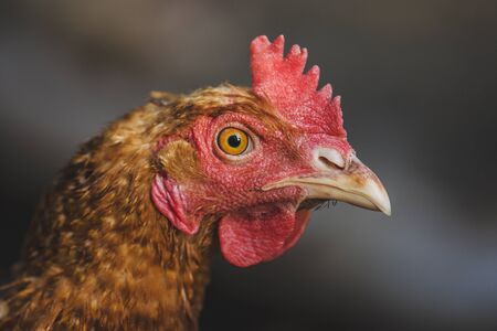 Brown female eggs hen.  Orange chicken henの写真素材