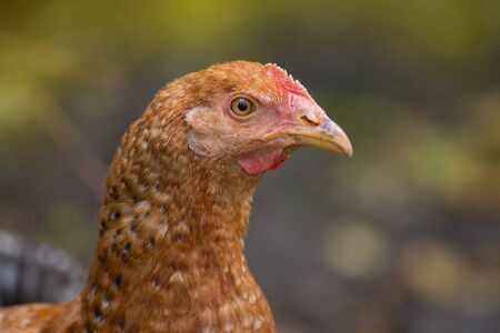 Free range farming. Closeup of head of brown  hen. Detail of brown hen head. Young brown hen.の写真素材