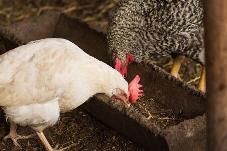 Chickens eating food in farm. Hens feeding with corns in the hen house. Farm business with group of...