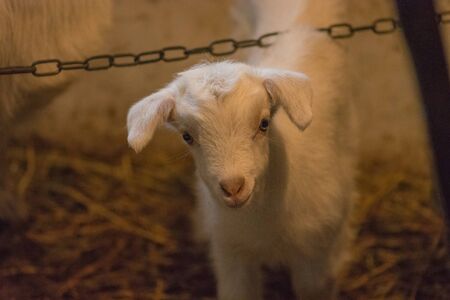 White goats in barn. Domestic goats in the farm. Lovely white kid goats. Little goats standing in...