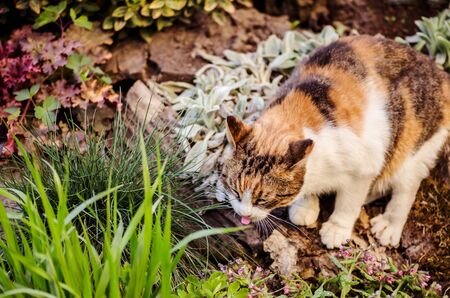 Three colored cat  sitting in grass.  Tricolor cat lick with tongue tasty . Calico cat sits in the garden and smacking her lips tongue out.の写真素材