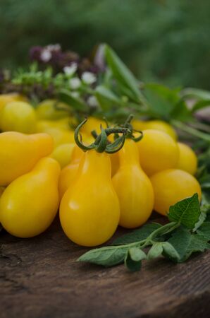 Small yellow tomatoes over wooden background. Closeup image  of yellow pear tomatoesの写真素材