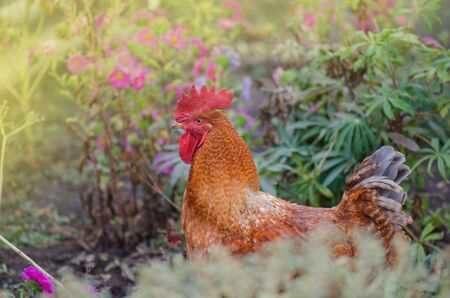  Red head rooster  in  traditional  farmhouse. Brown cock outdoor close-up. Chickens graze on green grass. Ukrainian country lifeの写真素材