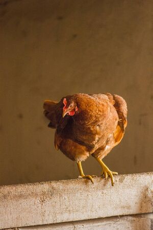  Close up  chicken. Portrait of chicken on hen coopの写真素材