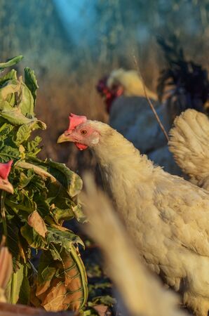 Beautifully feathered  hen outdoor. Close up head hen. Close chicken headの写真素材