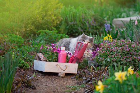 Gardening tools and utensils in the garden. Young cat and gardening toolsの写真素材