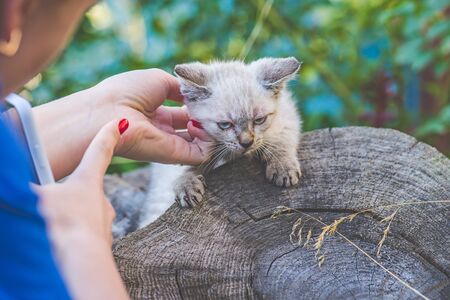 The blogger removes a blue colored  eyes thai kitten in the garden on the phoneの写真素材